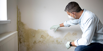 Mann inspiziert verschimmelte Wand